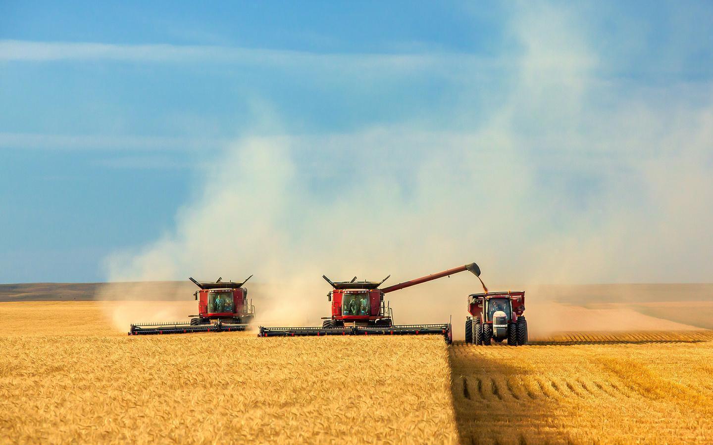 В Казахстане планируют собрать 18,5 млн тонн зерна – меньше, чем в прошлом засушливом году